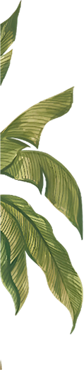 Pellikuthuru Left Banana Foliage