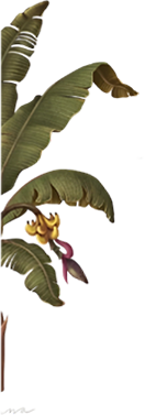 Pellikoduku Left Banana Foliage
