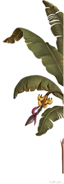 Pellikoduku Right Banana Foliage
